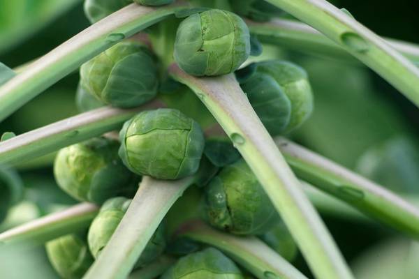 Let’s give Brussels sprouts the same appreciation we give cabbage
