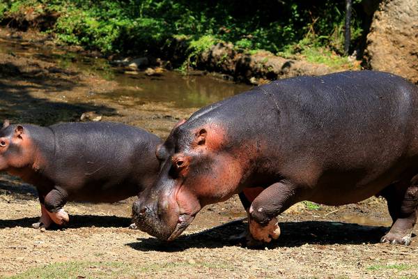 Two hippos in Belgian zoo test positive for Covid-19