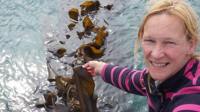 Irish growers hope seaweed will supply Japanese market