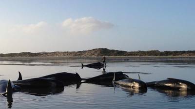 More than 100 pilot whales die on New Zealand beach