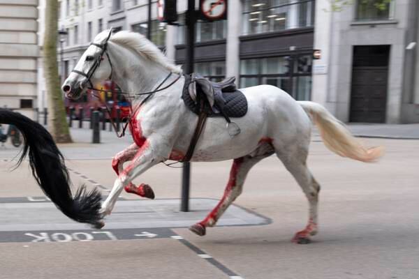 Injured military horses which bolted through central London making progress after surgery