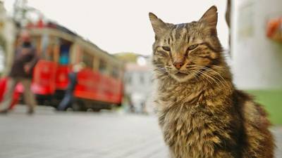 Kedi review: Truly, moggy, deeply in cat-crazy Istanbul