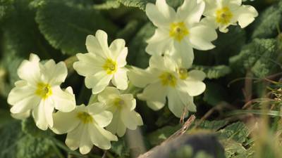 Are primroses the perfect spring flower? They love the damp and are good to eat too
