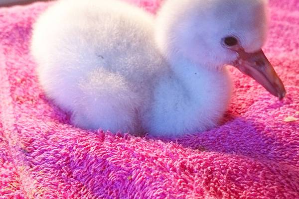 Belfast Zoo welcomes baby flamingos after breeding breakthrough