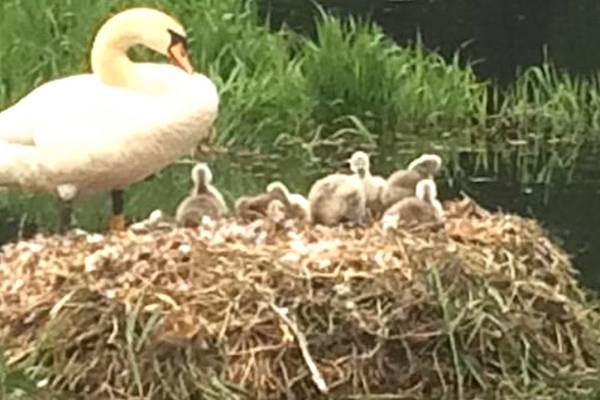 Eye on Nature: ‘We saw a proud mum with her cygnets’