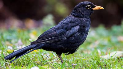 Dara McAnulty: I savour the last of the blackbird song with every rising and falling sun
