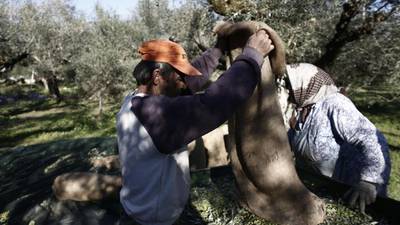 Erratic weather in Europe pushing up olive oil prices