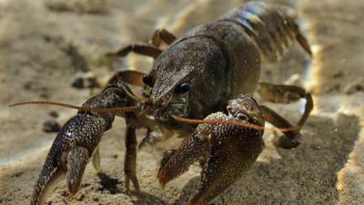 Authorities monitoring ‘worrying’ outbreak of crayfish plague in Co Cork