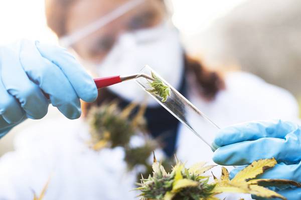Young Scientist: Student proposes more effective cannabis treatment