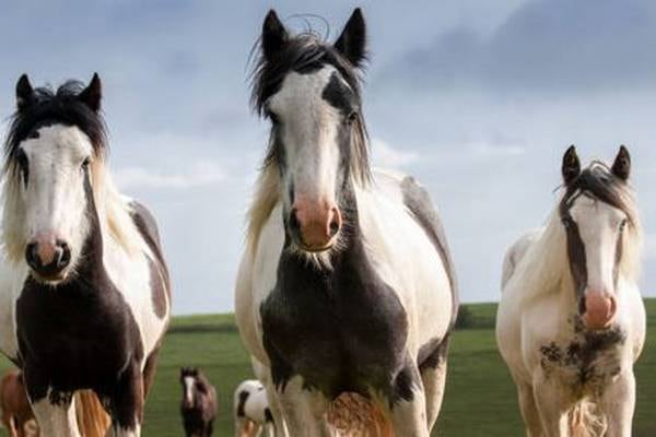Tipperary council will not be providing stables or paddocks for Traveller horses