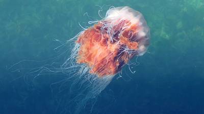 Stinging Lion’s mane jellyfish in Irish waters is larger this year