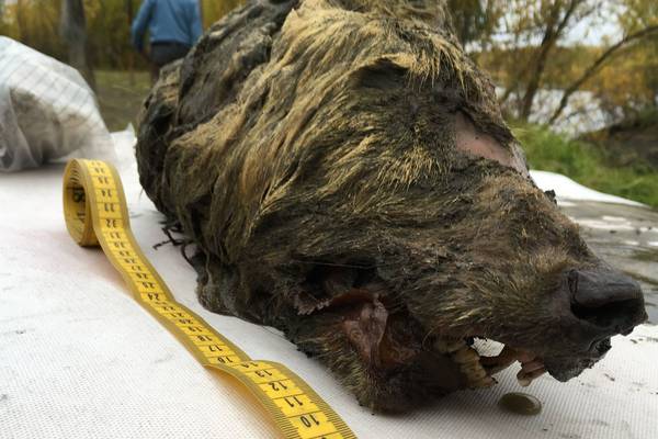 Head of 40,000-year-old Ice Age wolf found perfectly preserved in Russia