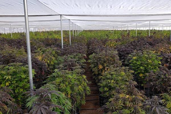 US cannabis grower aims for high growth from Dublin HQ