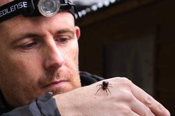 Ireland faces ‘significant population’ of false widow spiders in next 20 years