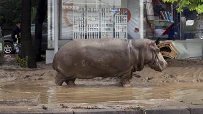 Flash floods kill at least 12 and set zoo animals free
