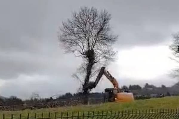 Enniskerry environmental group removes video of children witnessing tree destruction