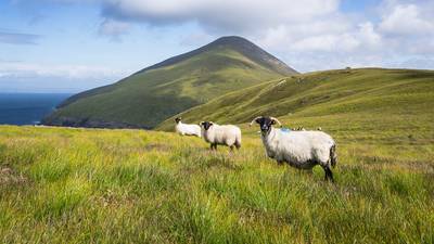 ‘Reckless owners’ have caused farmers to close land to walkers with dogs – IFA