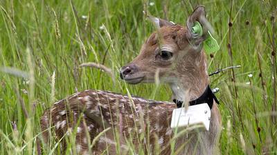 Tagging a long with the 100 baby fawns born in the Phoenix Park