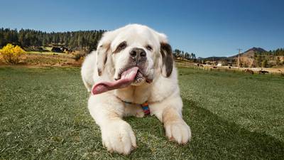 Meet Mochi: the dog with the longest tongue in the world