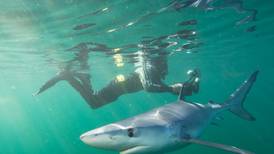 Blue shark captured after beaches evacuated in Mallorca