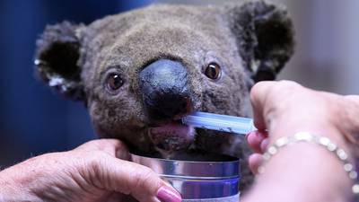 Australian bushfires kill 350 koalas living in nature reserve