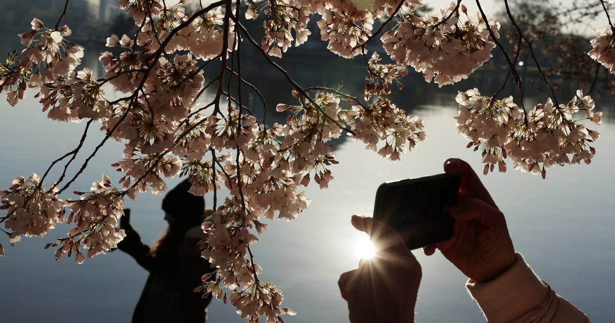 Quand la vue des fleurs de cerisier en pleine floraison fait peur – The Irish Times