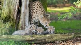 Four new Northern cheetah cubs born at Cork wildlife park