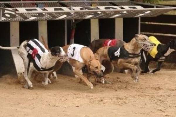 Review of Irish greyhound industry recommends closure of four tracks