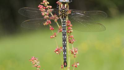 Irish dragonflies: Supreme killing machines