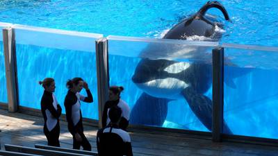 ‘Blackfish’ killer whale Tilikum dies at SeaWorld