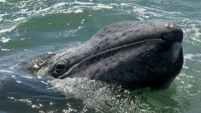 Are grey whales climate change’s big winners?