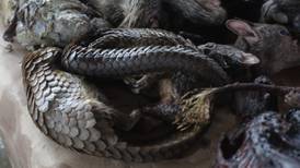 Covid-19: Pangolins found to carry diseases linked to contagion