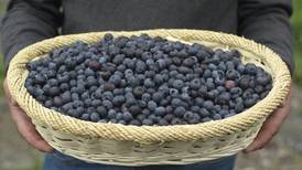 Finding your thrill on blueberry hill