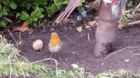 Why are Irish robins so much tamer than Polish ones?