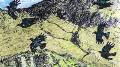 The declining choughs of Dursey island need decision makers’ help