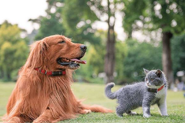 Do you have a pet that wanders? These tech solutions may help