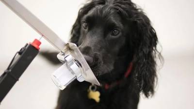 Dogs cancer detection trials: how they work