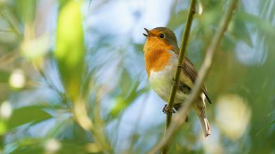 Birdwatching brings comfort to Northern Ireland during lockdown