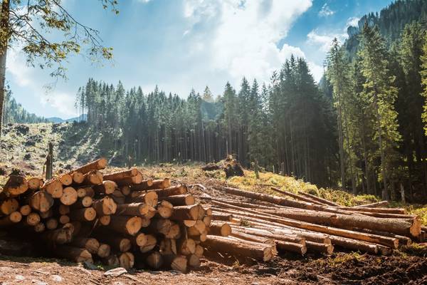 Thousands of jobs at ‘imminent risk’ in forestry sector, Coillte boss warns