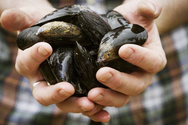 Do mussels have feelings?