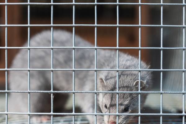 Denmark: Millions of mink to be exhumed due to health fears