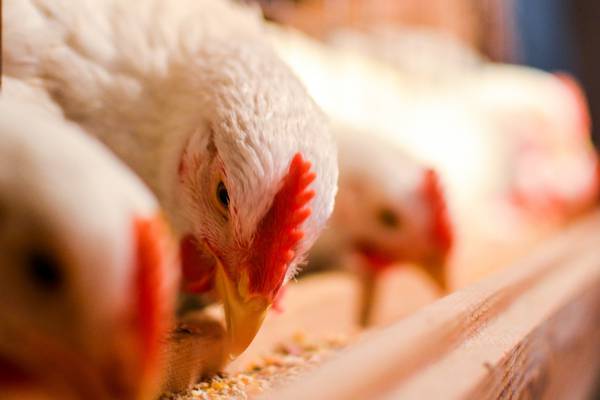 Chicken producer Moy Park delivers record sales and profits