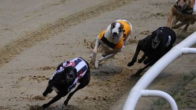Those who knowingly harm greyhounds bring ‘shame’ on industry, says IGB