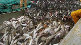 Internal tensions within surveillance authority over suspected irregularities in fish catches