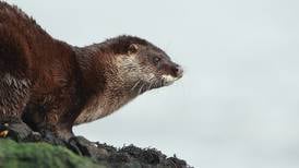 Members of public asked to help spot one of Ireland’s most elusive mammals – the otter