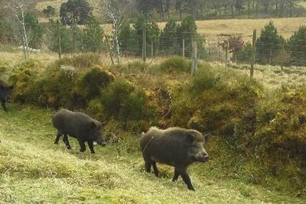 Why were these wild boar killed? Readers’ nature queries