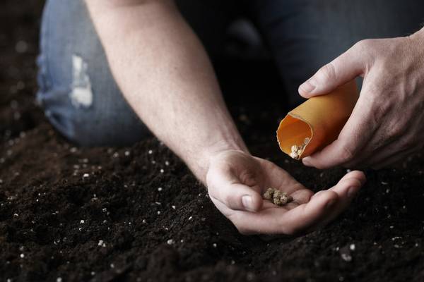 Secrets of growing from seed: 10 tips to get your garden going