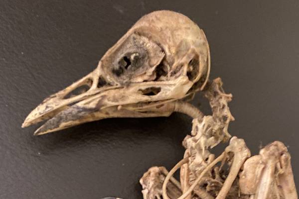 What type of bird was this chick’s skeleton I found in my chimney? 