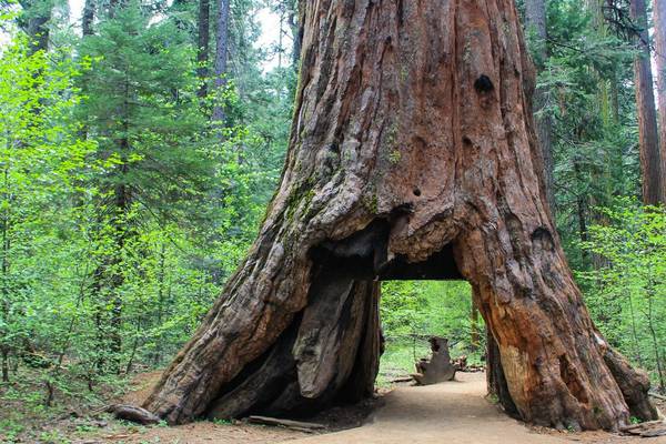 Storms topple famous sequoia tree in California