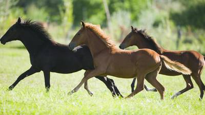 Horse-meat investigation ‘ongoing’, say Irish authorities